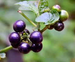 Image result for Solanum richardii