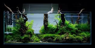 Pin Von Caio Fern Auf Nature Aquarium Aquarien