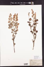 Image result for Hermannia eenii