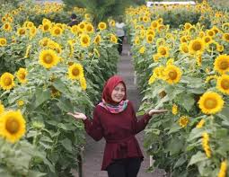 Jenis ini masih saya tanam dari benih import repackage tanpa merk. Jenis Bunga Matahari Penghasil Kuaci Info Lif Co Id