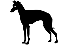 Download Italian Greyhound Dog Silhouette Graphic By Idrawsilhouettes Creative Fabrica PSD Mockup Templates