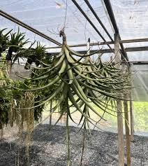 Image result for Tillandsia
