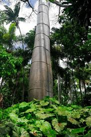 Image result for Pearsonia cajanifolia