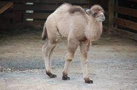 (ride) camels in the shadow of the pyramids. Baby Camel To Star In Richmond Zoo Nativity Pageant Richmond Events Richmond Com