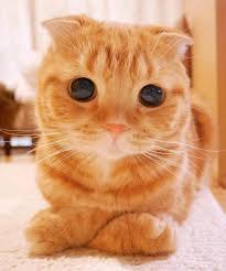Caes E Gatos Mais Fofos Do Mundo 16 Dos Gatos Mais Lindos Do Mundo Confira Gatos Bonitos Filhotes De Gatos Fotos De Gatinhos