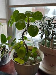 Image result for Pilea