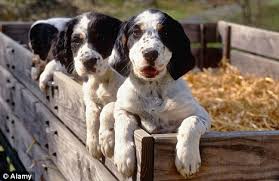 English pointer english setter english shepherd english springer spaniel english toy spaniel entlebucher mountain dog eskapoo eskimo dog shichon 1/2 bishon frise 1/2 shih tzu puppies for sale. English Setter On The Brink Of Extinction As Dog Lovers Copy Celebrities And Opt For More Exotic Breeds Daily Mail Online