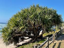 Image result for Pandanus