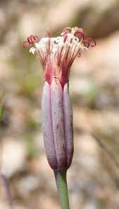 Image result for Ophrypetalum odoratum