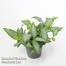 Image result for Murdannia stricta