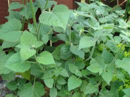 Check spelling or type a new query. Growing Cape Gooseberry Golden Berry Inca Berry In New Zealand Cool Mountain Climate