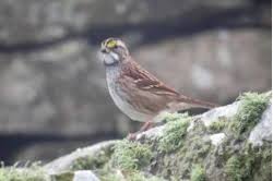 Hornemann's Arctic Redpoll by Donna Atherton