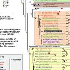 Pdf Evolution Of Wolbachia Mutualism And Reproductive Parasitism Insight From Two Novel Strains That Co Infect Cat Fleas