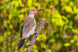 Where these two subspecies' ranges overlap, they produce hybrids with a. Flickers Large Woodpeckers With Unusual Coloring And An Extravagant Tongue Marin Independent Journal