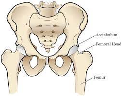About Your Hip Replacement Surgery Memorial Sloan Kettering Cancer Center
