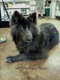 We did not find results for: Blue Bay Shepherd A Cross Between A Timberland Wolf And A German Shepherd Is This A Good Idea What Do U Think Www Capemaysbest Com Puppies Dogs Wolf Dog