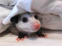 Peeking Opossum Baby Possum Opossum Cute Baby Animals