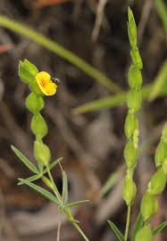 Image result for Zornia