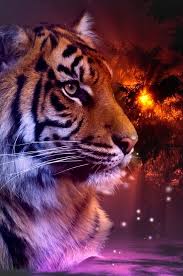Wallpaper By Artist Unknown Tiger Pictures Animals Beautiful Big Cats Art