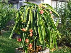 We did not find results for: Dragon Fruit Not Growing