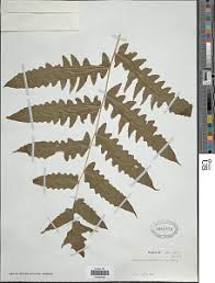 Image result for Blotiella currorii