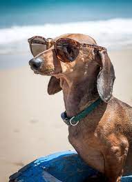 Dachshund Dog Wearing Sunglasses On Dachshund Dog Dachshund Wiener Dog