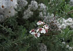 Image result for Eriocephalus microphyllus