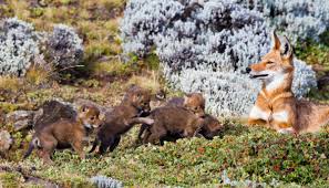 Threats why are they endangered? Africa S Rarest Carnivore Fights For Survival In The Ethiopian Highlands Pacific Standard