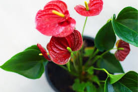 9 plants that need (almost!). 15 Stunning Low Light Flowering Indoor Plants Smart Garden Guide