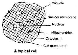Check spelling or type a new query. Ncert Solutions For Class 8 Science Chapter 8 Cell Structure And Functions Learn Cbse