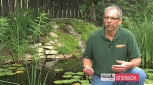 Use native plants in your garden, either as landscaping or throughout your yard. Attracting Wildlife To Your Home Landscape Youtube