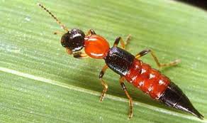 Kết quả hình ảnh cho KIẾN