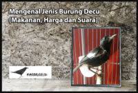 Decu kembang gacor masteran kacer. Perbedaan Decu Mini Dan Decu Kembang