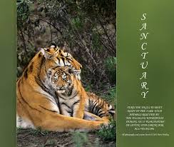 Large mosaic tiger coffee table. Sanctuary Large Format Coffee Table Book De Dave Welling Livres Blurb France