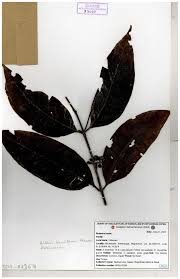 Image result for Aidia micrantha