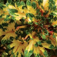 Image result for Coleus tetragonus