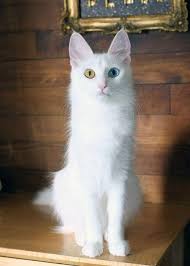 Ch Marinday Hosca Moonage Daydream Odd Eyed White Turkish Angora Female Born July 07 2013 Angoracats Angora Cats Turkish Angora Cat Kittens Cutest