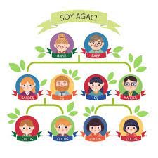 Soy Agaci Sorulari Ve Cozumleri Eodev Com