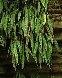 Image result for Begonia potamophila