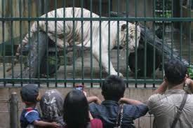 We did not find results for: Taman Rekreasi Seruling Tambah Koleksi Harimau Putih Antara Jateng