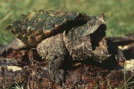 You know these turtles can live to really old ages, that probably has something to do with why he's so snappy. Looking For Lotti The Snapping Turtle Photos Wsj