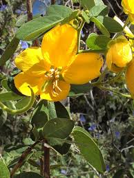 Image result for Senna macranthera