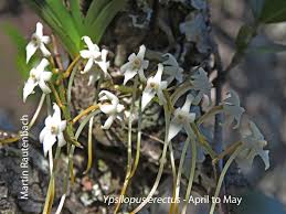 Image result for Rhipidoglossum pusillum