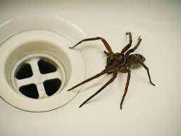 Keep things clean constantly cleaning it usually is the best way to get rid of spiders in your mailbox. How To Keep Spiders Out Of Your Home Southern Perimeter