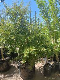 Image result for Tarchonanthus camphoratus