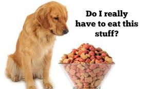 The best alternatives to peas in dog food? Why Do Dogs Always Want To Eat What You Are Having