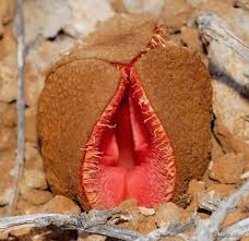 Image result for Hydnora