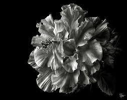 Black And White Flower Framed Wall Art Fluffy Hibiscus In Black And White By Endre Balogh Black And White Flowers Hibiscus Black And White Photographs