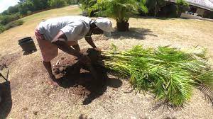 Maybe you would like to learn more about one of these? How To Split Separate An Areca Palm Into 2 Caribbean Style 2020 Youtube