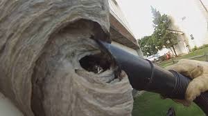 How to remove a wasp nest from roof space. Mice Wasp Nest Under Deck Railing